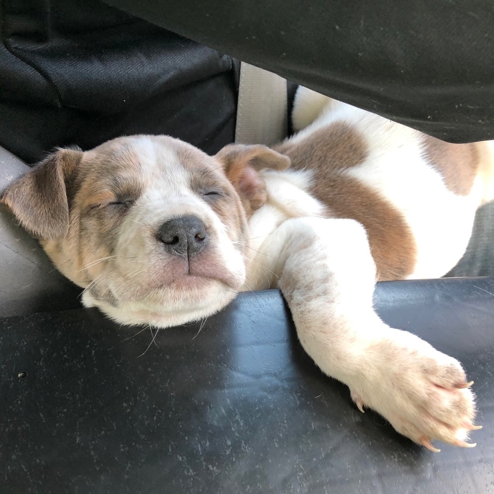 Meet your Posher, Maggie